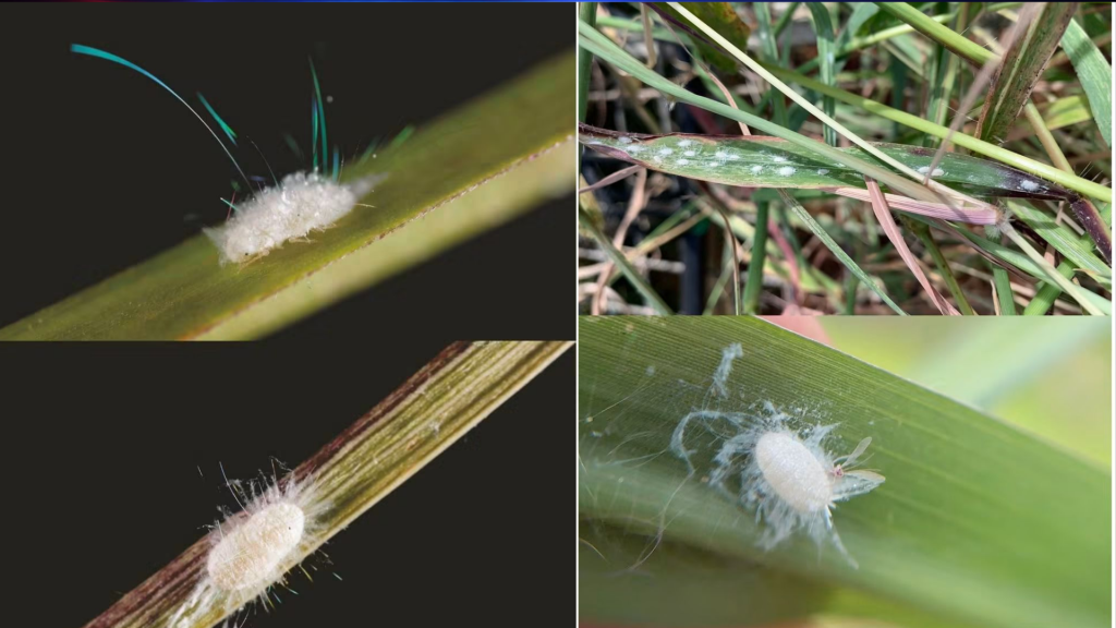 Wiregrass Farmers Urged to Watch for Pasture Mealybug